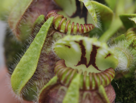 cephalotus_pitcher_project_sm.png