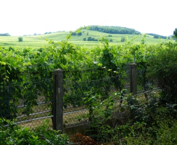 vineyard2.jpg